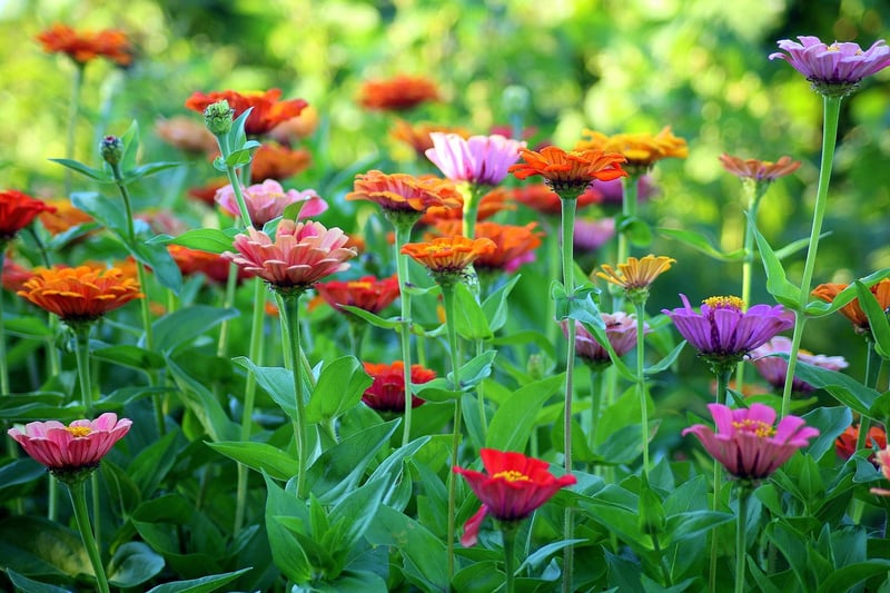 Garden Landscape